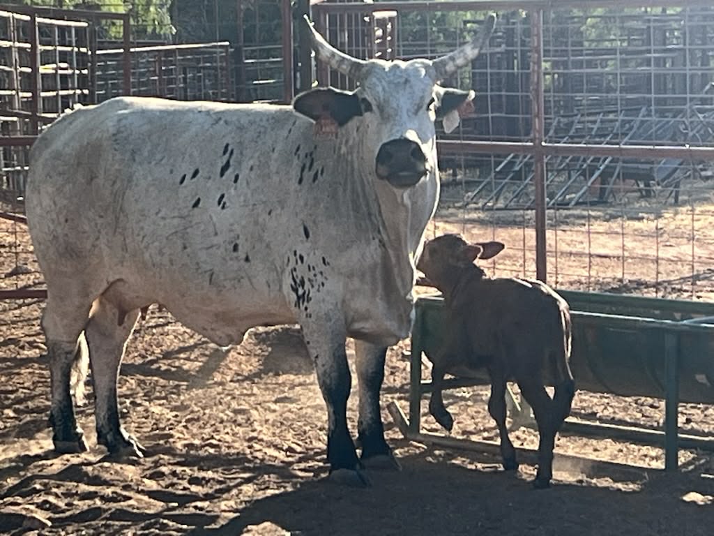 1 Asteroid X Flaming Abigail embryo