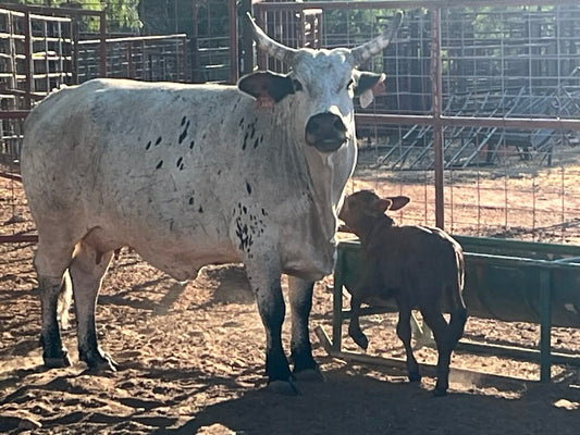 1 Margy Time X Flaming Abigail