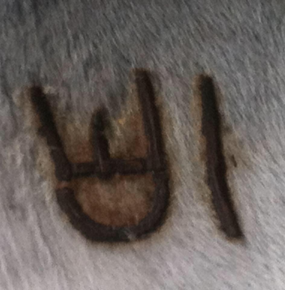 No Credit Bucking Bulls Heifer