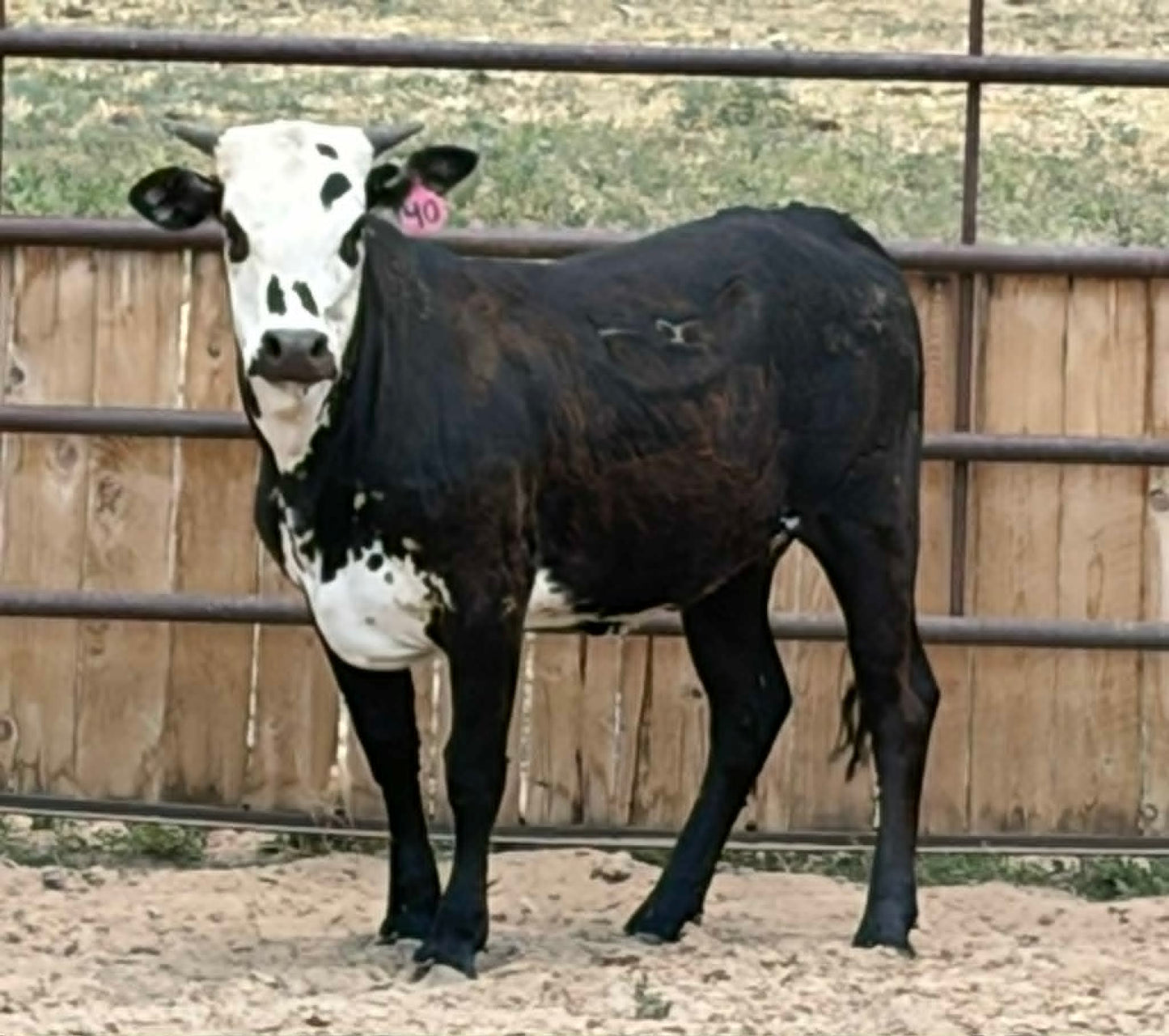 40 Nova - Yearling Heifer