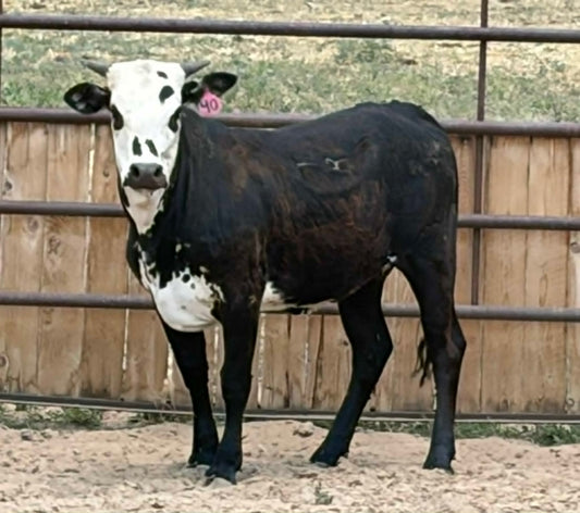 40 Nova - Yearling Heifer