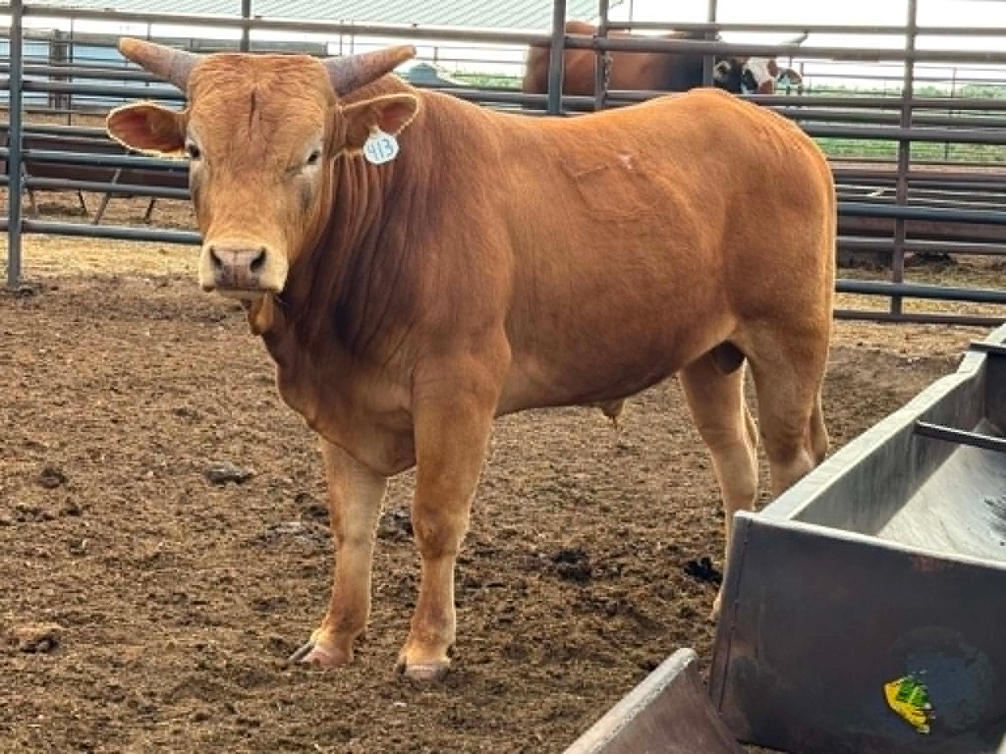413 - 2 Year Old Bull
