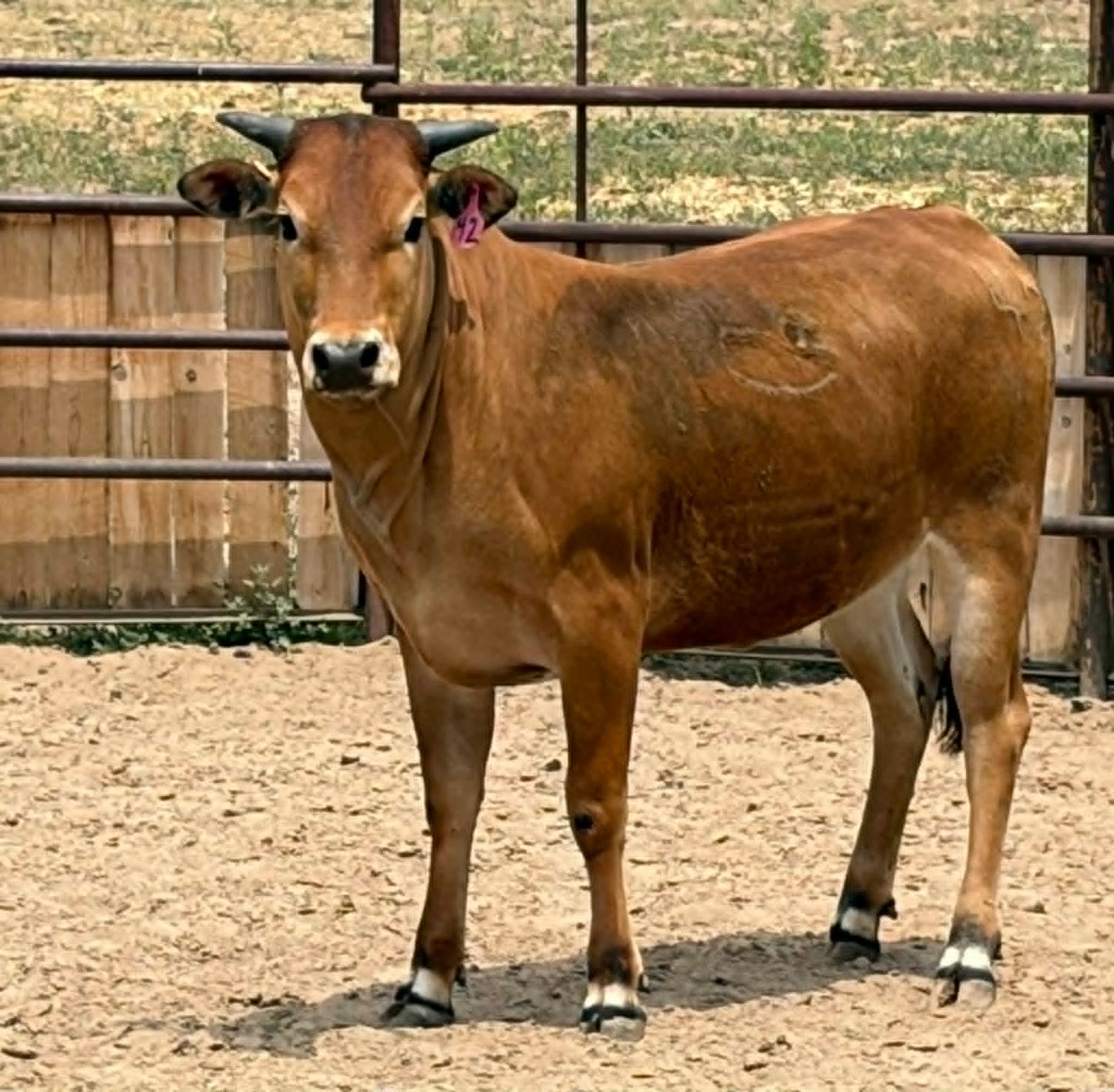 42 Nectarine - Yearling Heifer