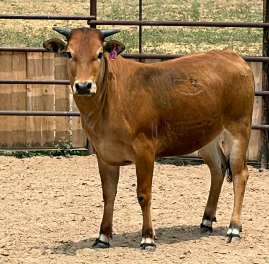 42 Nectarine - Yearling Heifer