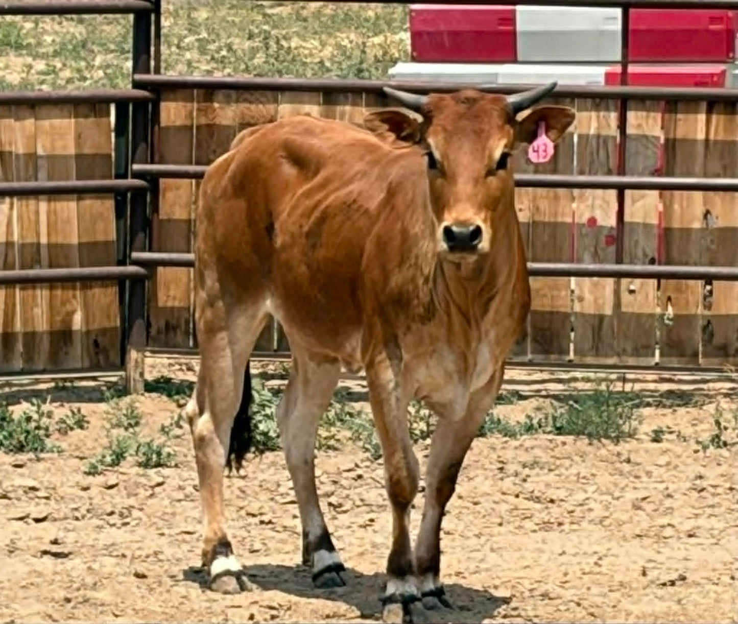 43 Nala - Yearling Heifer