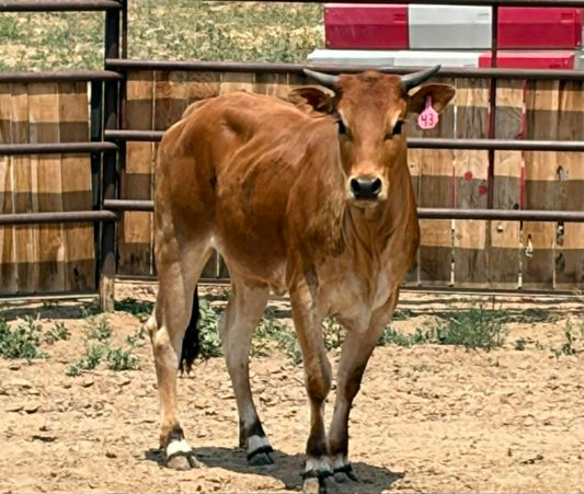 43 Nala - Yearling Heifer