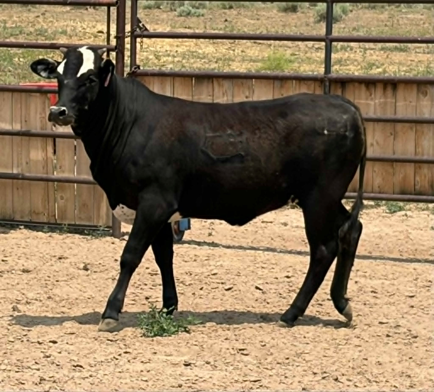 44 Nora - Yearling Heifer