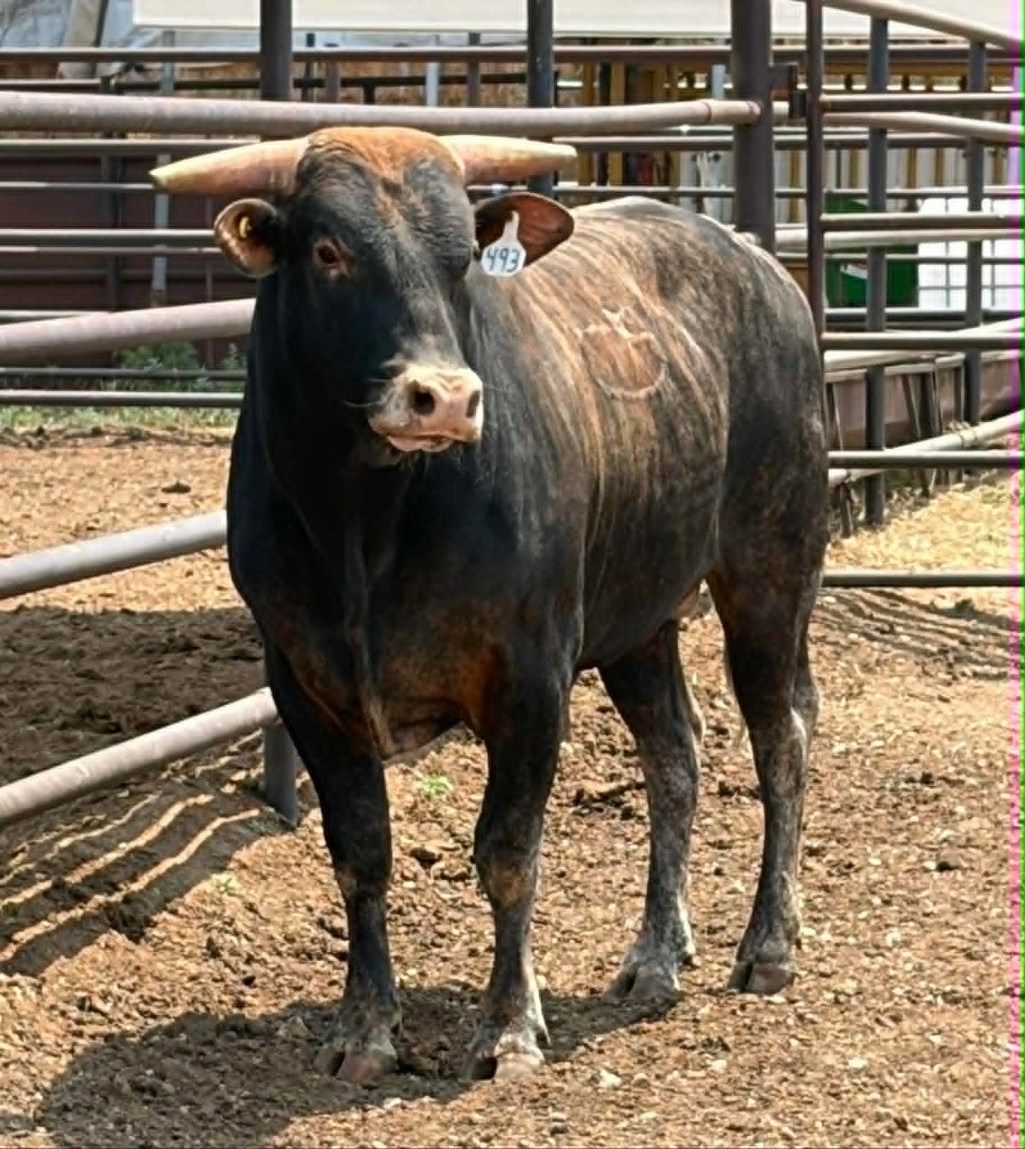 493 Bad News Bear - 2 year old bull