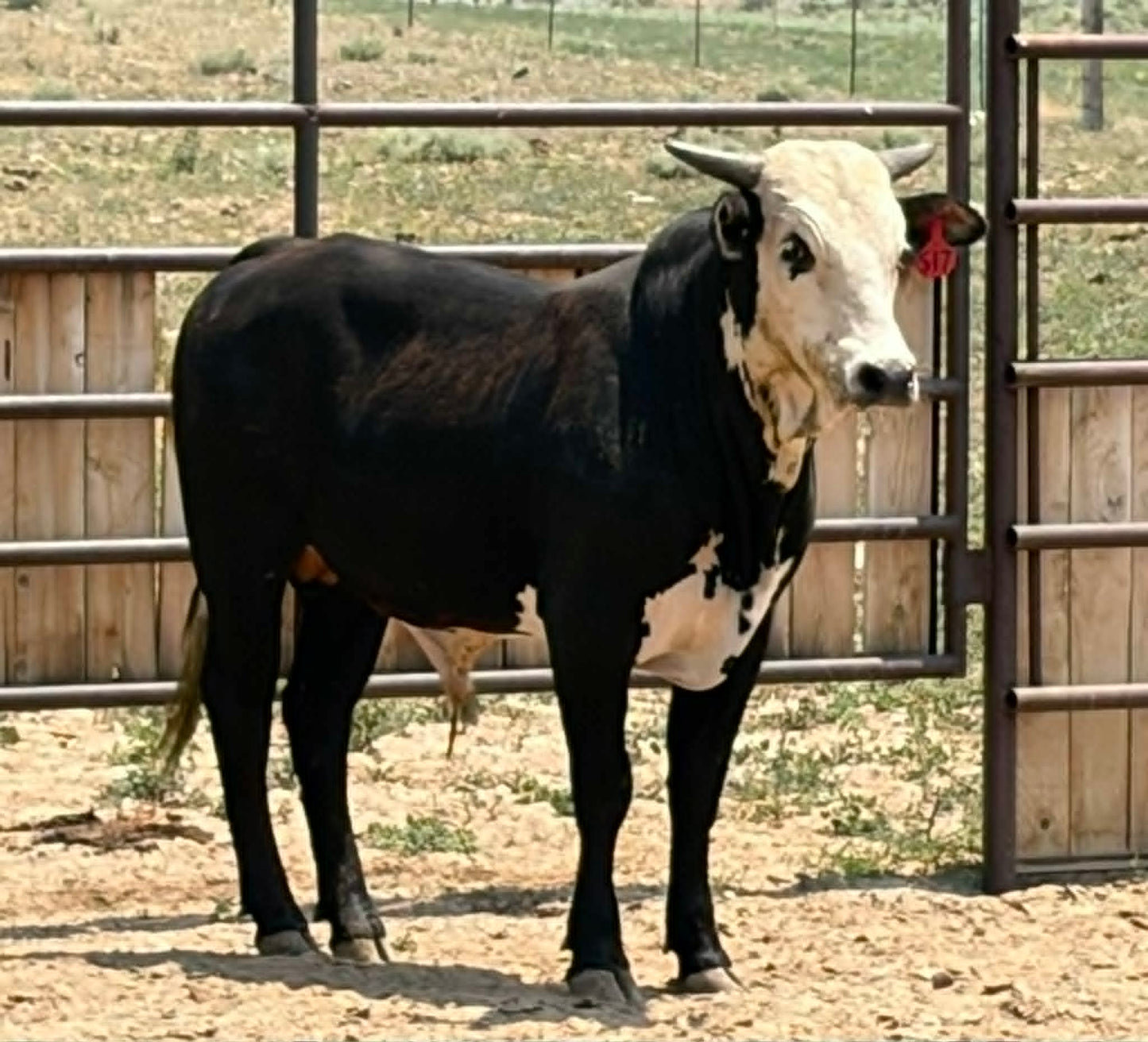 517 - Yearling Bull