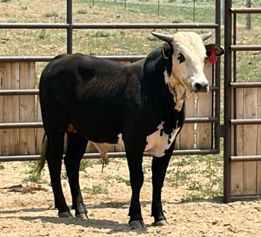 517 - Yearling Bull