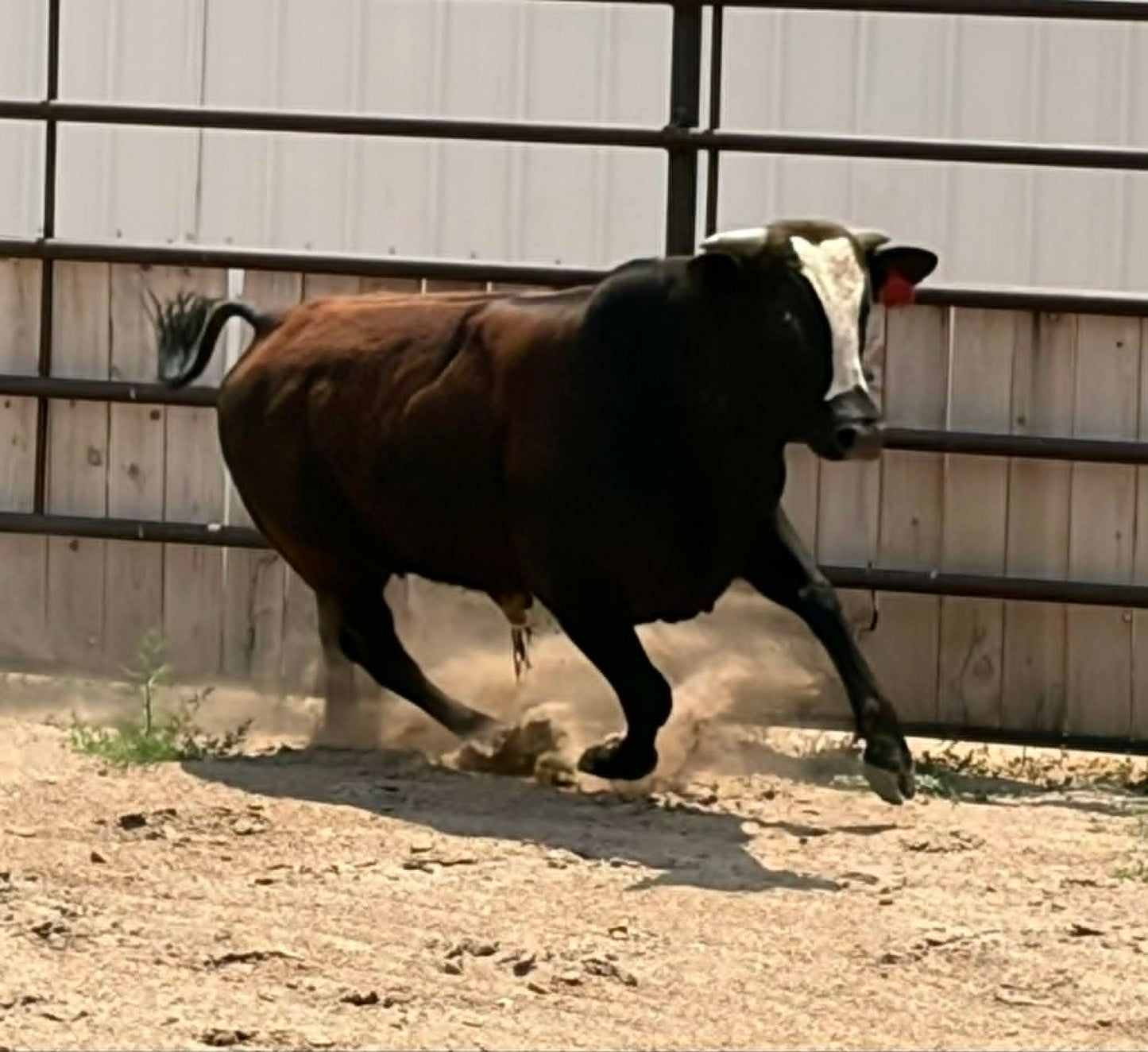52 - Yearling Bull