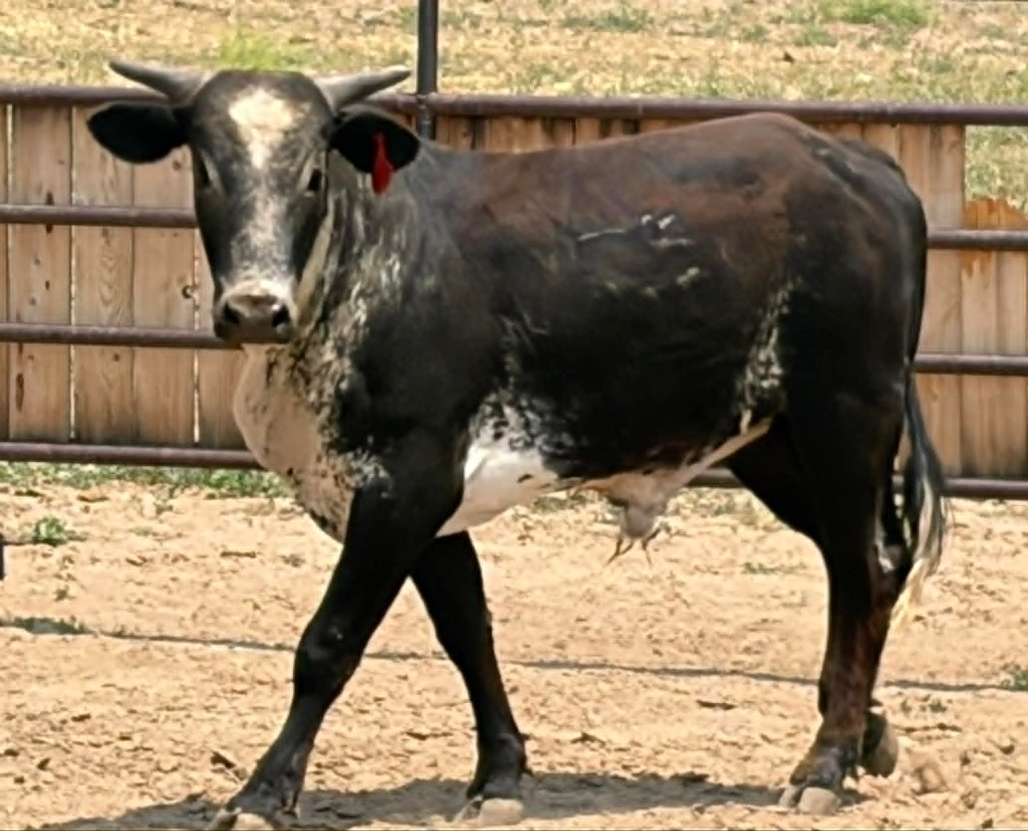 567 Fight or Flight - Yearling Bull