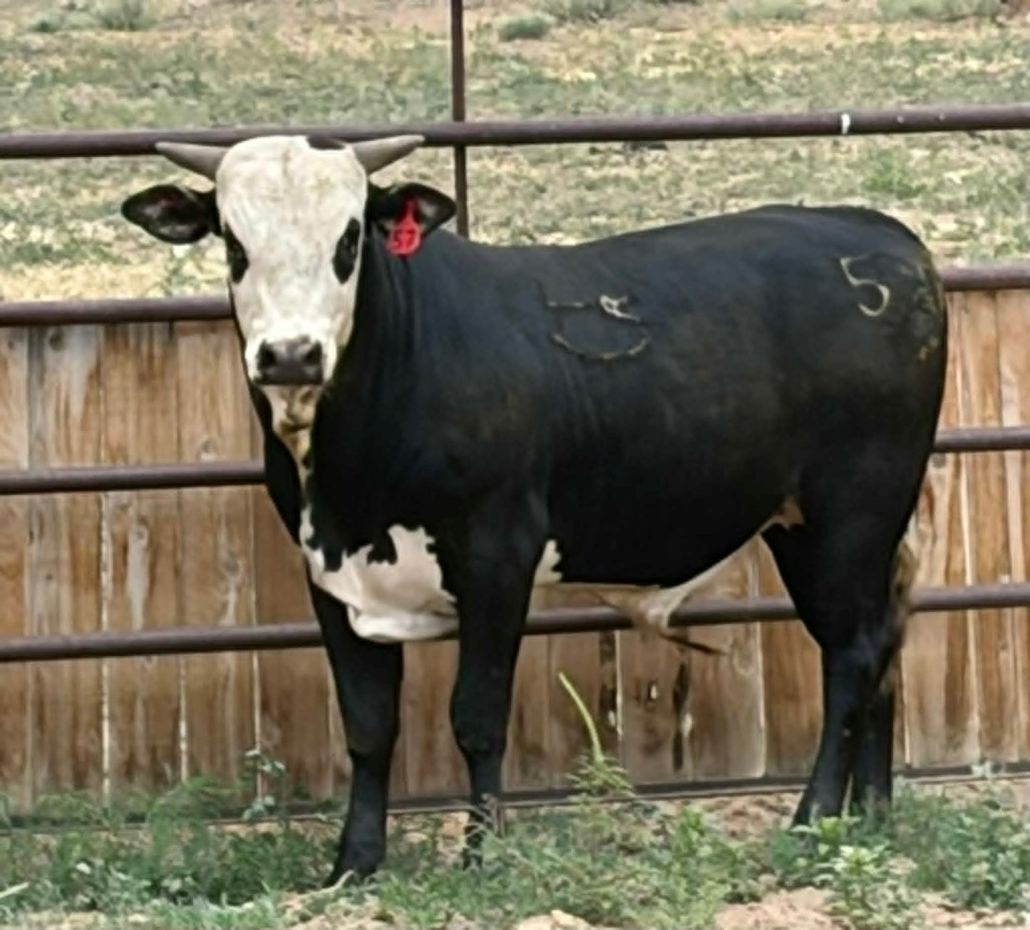 57 - Yearling Bull