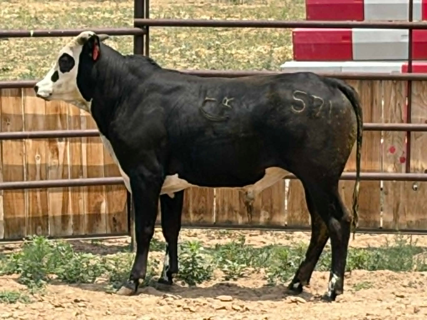 571 - Yearling Bull