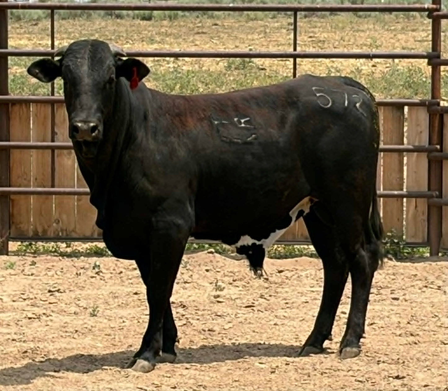 572 Catfish Billy - Yearling Bull