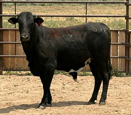 572 Catfish Billy - Yearling Bull