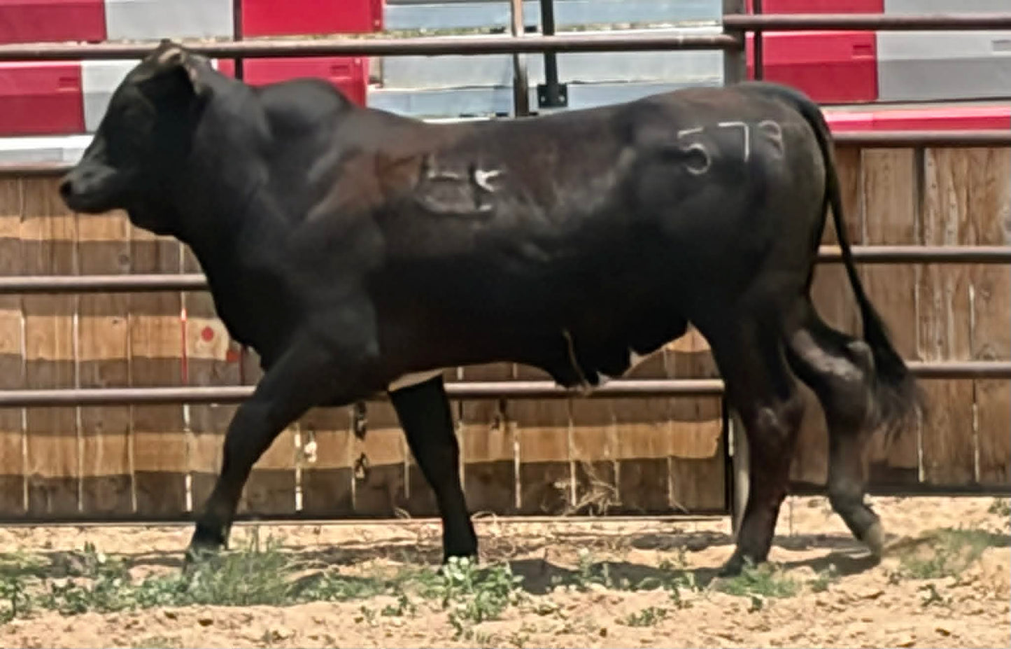 573 Harambe - Yearling Bull