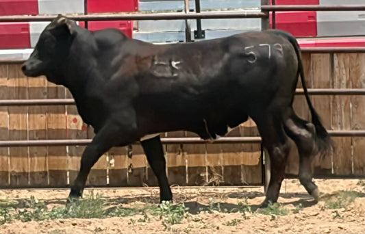 573 Harambe - Yearling Bull