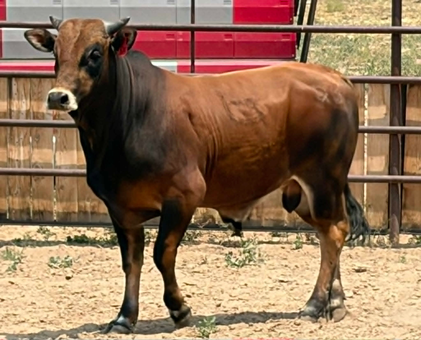 58 - Yearling Bull