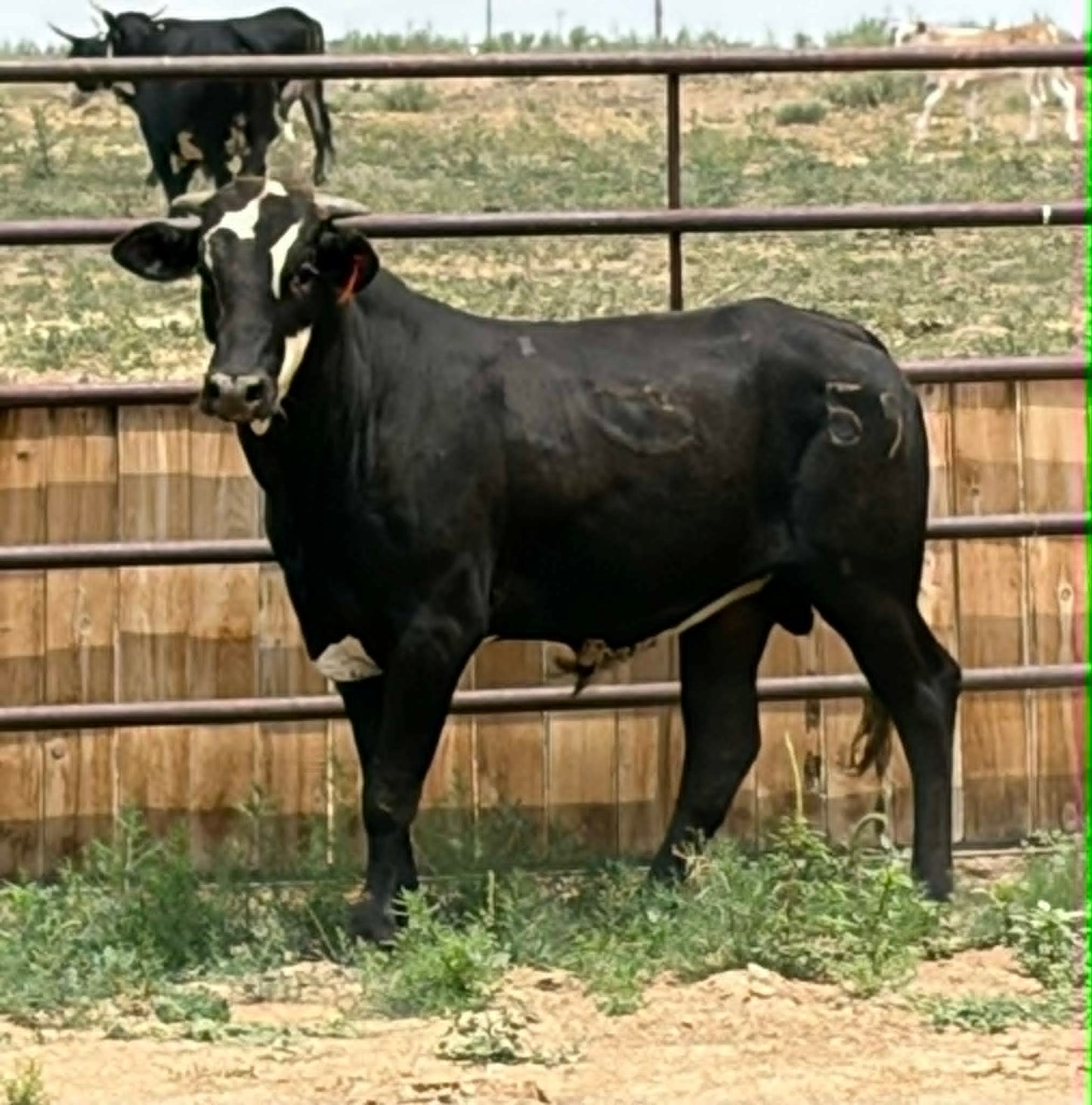 59 - Yearling Bull
