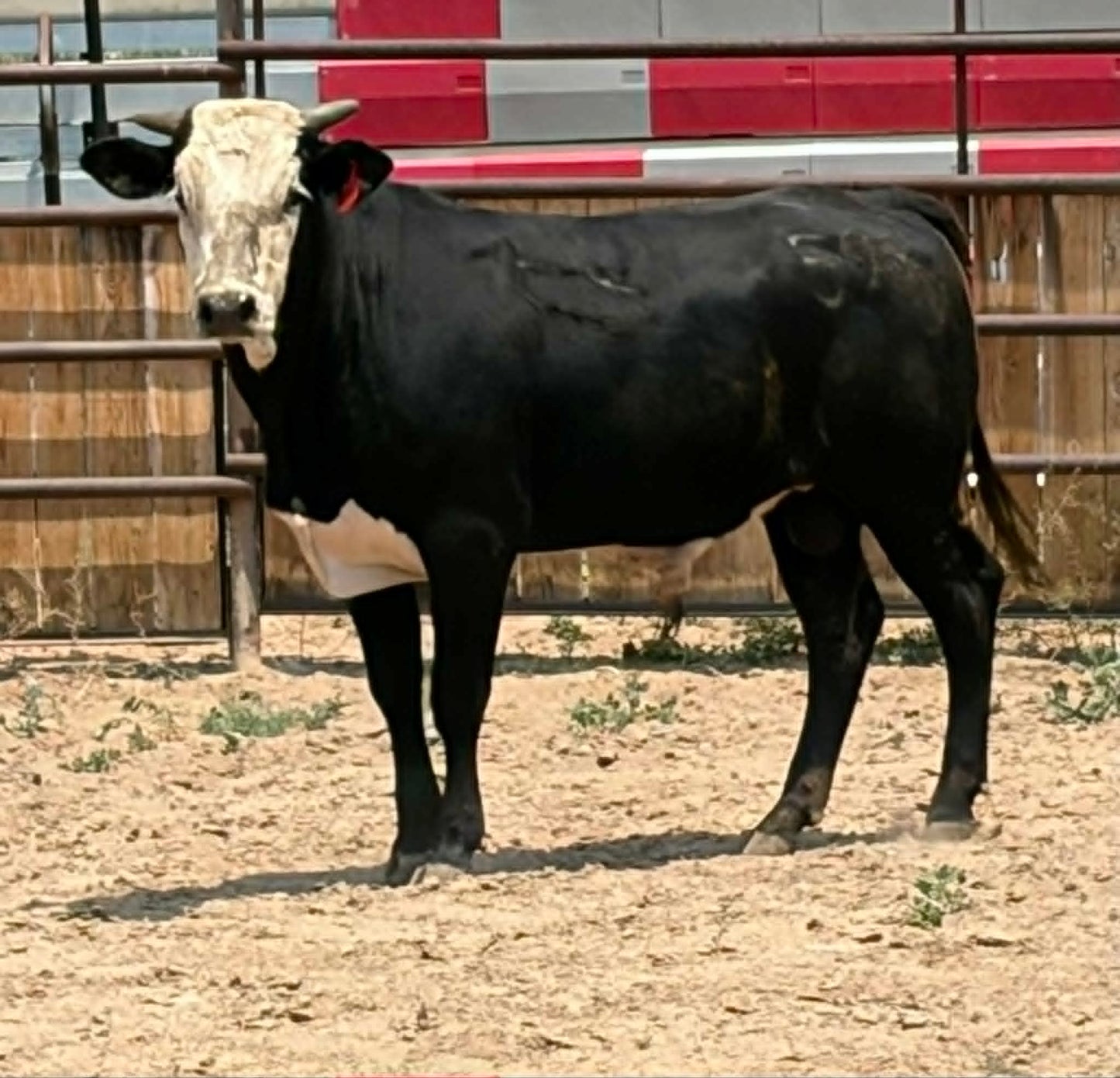 593 - Yearling Bull