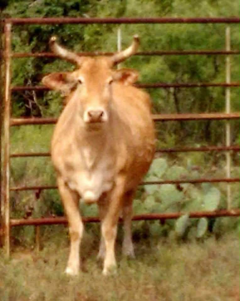 2 Embryos — Smokestack Lightning × 735T