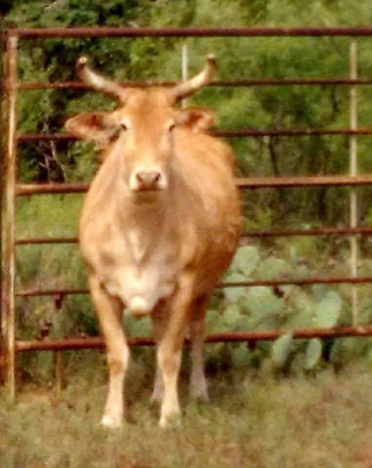 2 Embryos — Smokestack Lightning × 735T