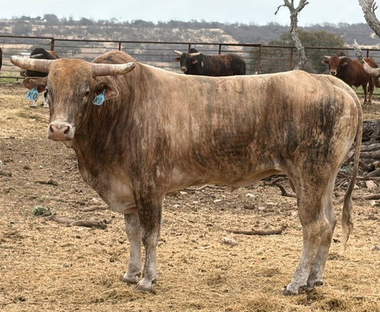 KO Knockout 4 year old bucking bull