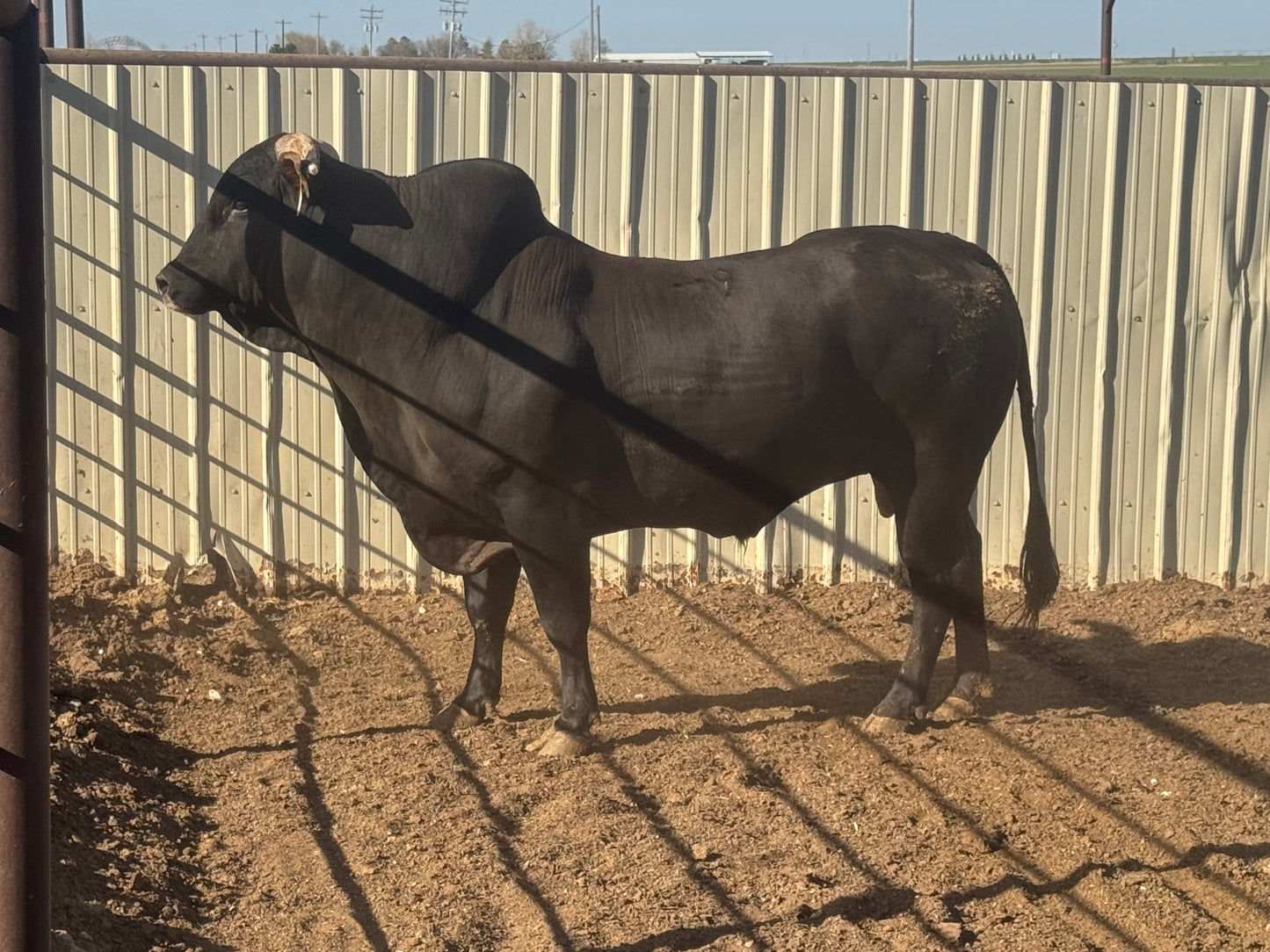 -9 Breed Bull