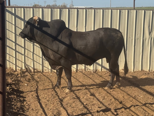 -9 Breed Bull