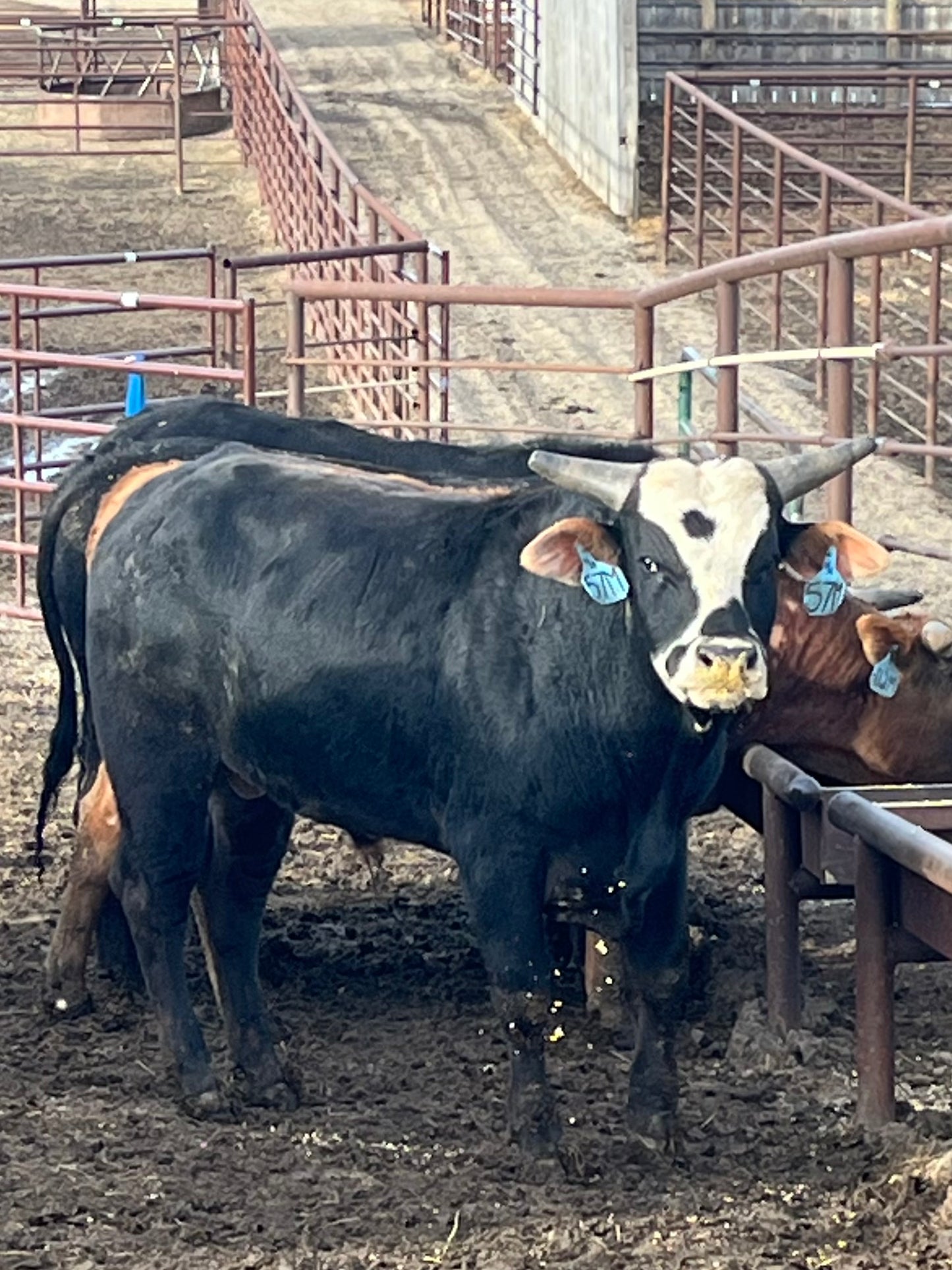57M - 2 year old bucking bull