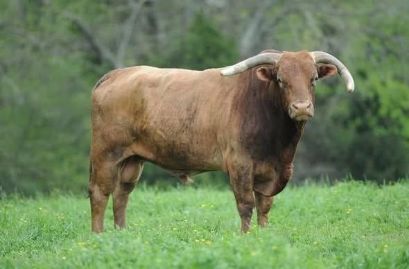 2 straws Little Yellow Jacket