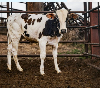 R3 -  Double Bred J75 Bull Calf