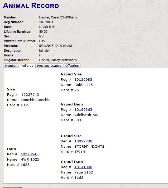 R15 - Maiden Eligible Hoochie X Coochie X Stormy Nights Daughter