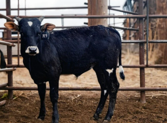 R9 -Hoochie Coochie Bull Calf