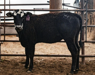 062 - 779 X Rockin T 45 Daughter - Heifer