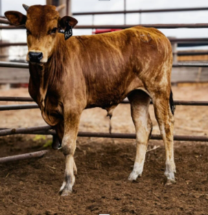 R13 - Maiden Eligible Bull  Hoochie Coochie X Show Pony daughter