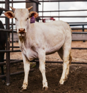 071 - COMPETITION LEASE MONEY WINNING Heifer - Hoochie Coochie X dam to Smooth Violation
