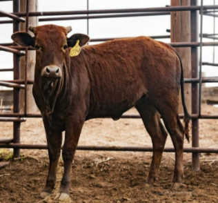 074 - Double Bred Gator Lip Heifer
