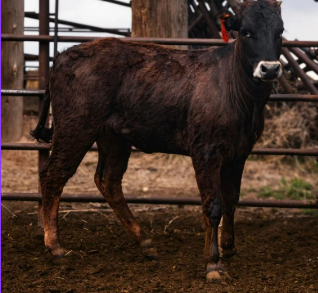 R5 -COMPETITION LEASE ON A MONEY WINNING HEIFER!! Smooth Violation X Danutso daughter