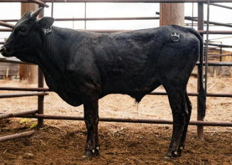 R16 - Maiden Elgible Hoochie Coochie X the very consistent K-17