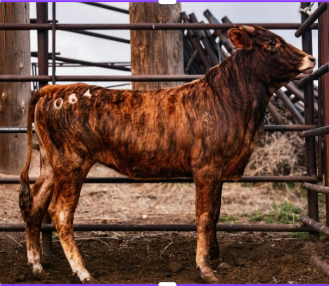 064 - Maiden Eligible heifer COMEPETION LEASE -  Hoochie Coochie X M1