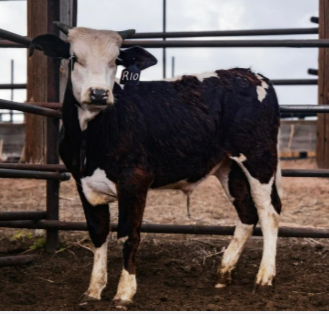 R10 - Hoochie Coochie X Knocking Boots daughter