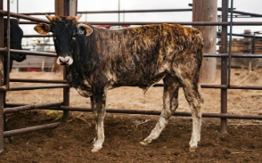 R15 - Maiden Eligible Hoochie X Coochie X Stormy Nights Daughter
