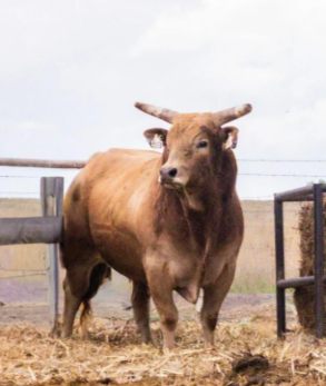 J03- Roadster - BREED BULL - Magic Maker X Buck Autism daughter