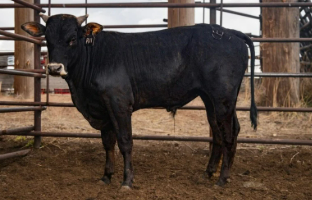 R11 - Hoochie Coochie X The Deacon daughter