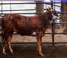 058 - Hoochie Coochie X 98A Hurricane Hustler daughter