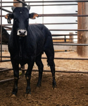 R1 - S 130 X 2c Just Al Daughter - Bull