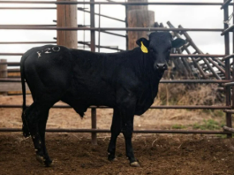 R20 - Maiden Eligible Gator Lip X Bleacher Creature daughter