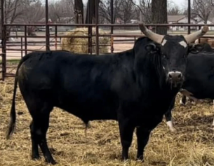 779 Double Down - ELITE BREEDING BULL